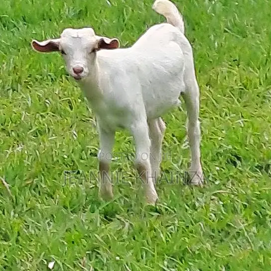 Purebred Toggenburg Female Half-Boer Male Kids