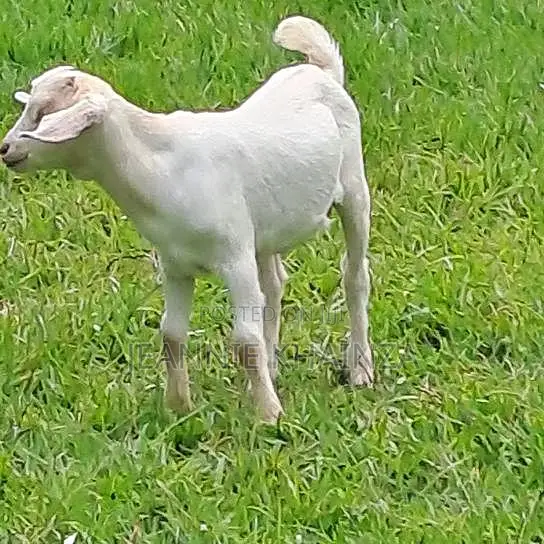 Purebred Toggenburg Female Half-Boer Male Kids
