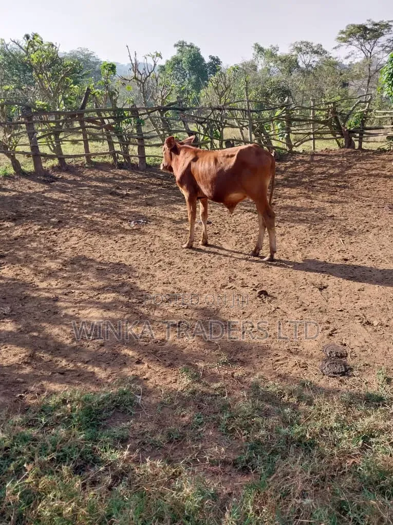 Plot at Nakwero, Kimwanyi - Kibanja