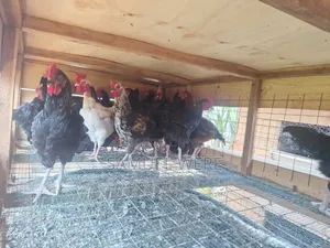 Premium Local Cocks Available – Healthy, Well-Raised and Ready for You