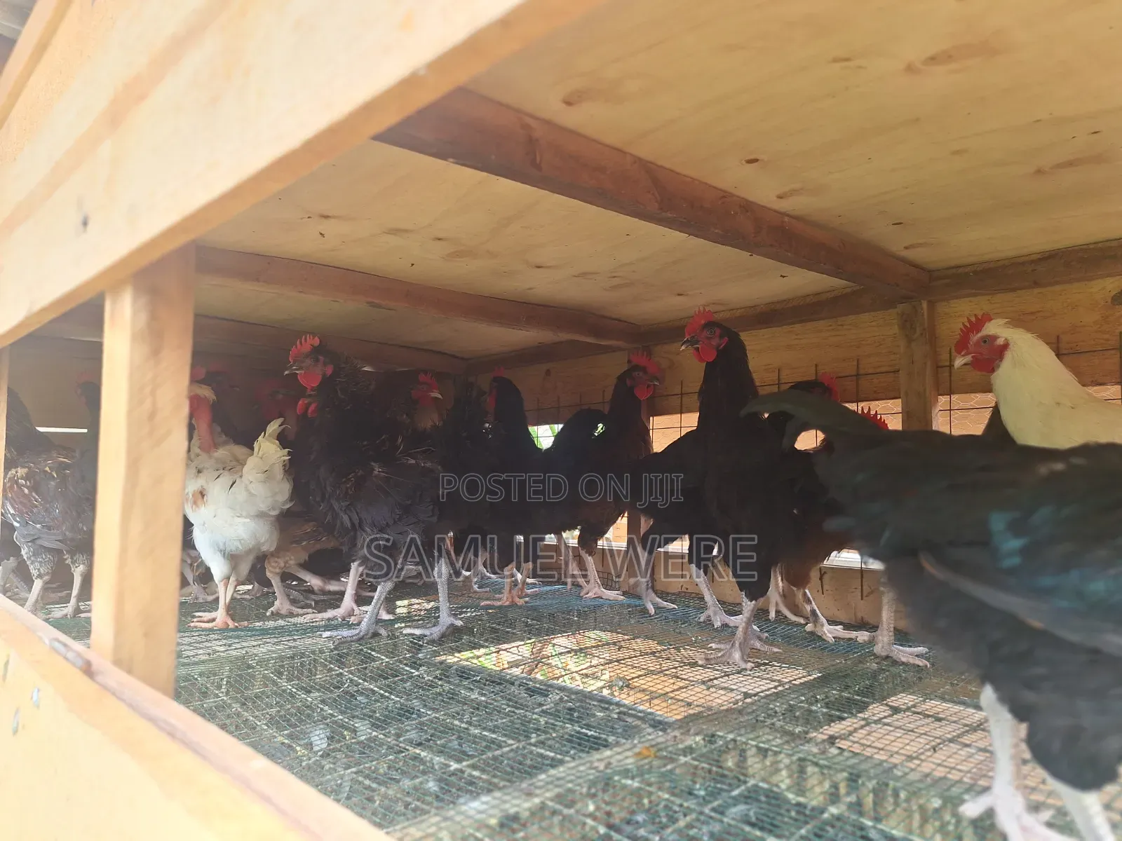 Premium Local Cocks Available – Healthy, Well-Raised and Ready for You