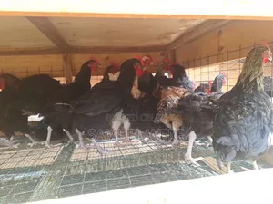 Premium Local Cocks Available – Healthy, Well-Raised and Ready for You