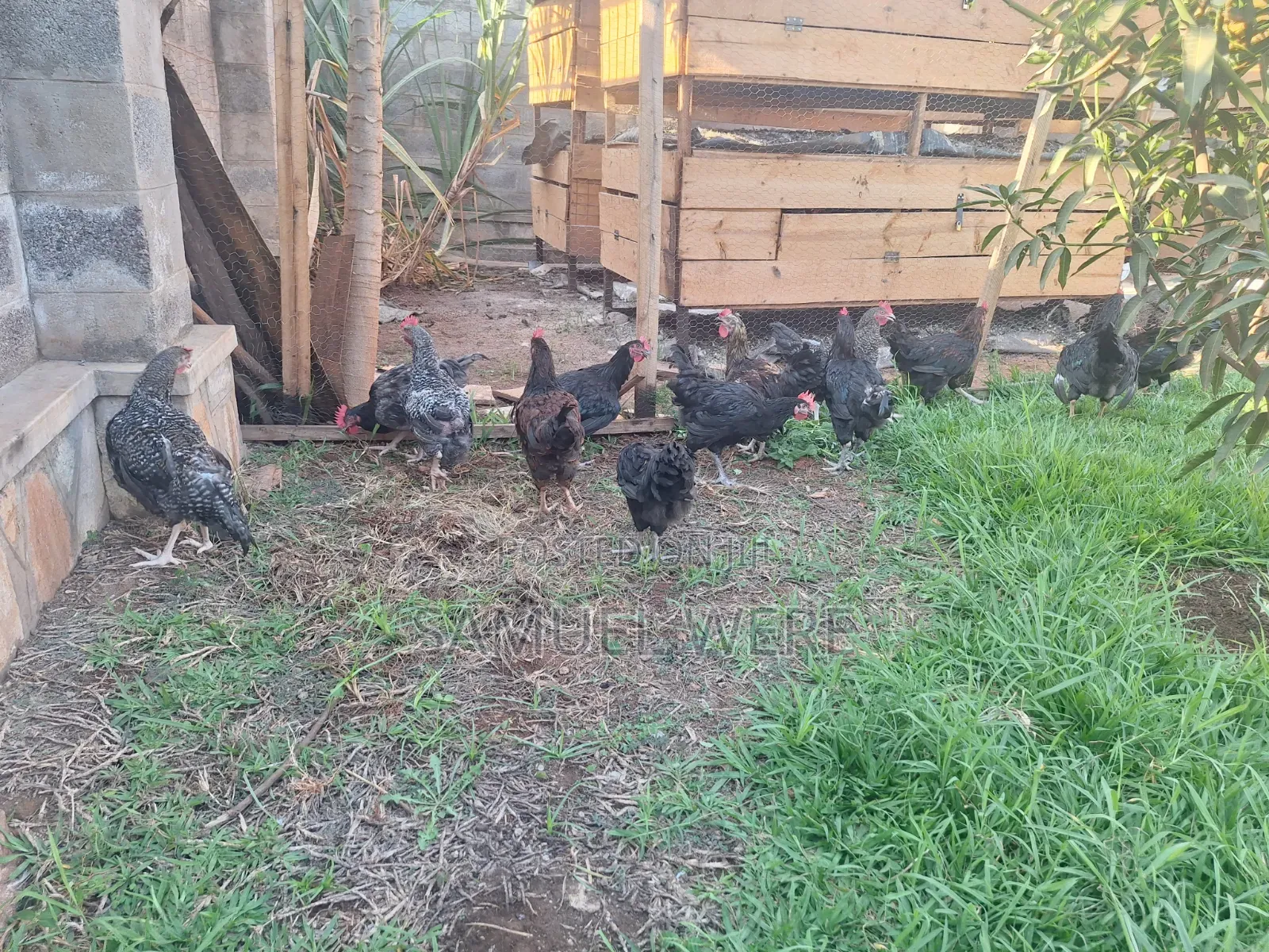 Premium Local Cocks Available – Healthy, Well-Raised and Ready for You