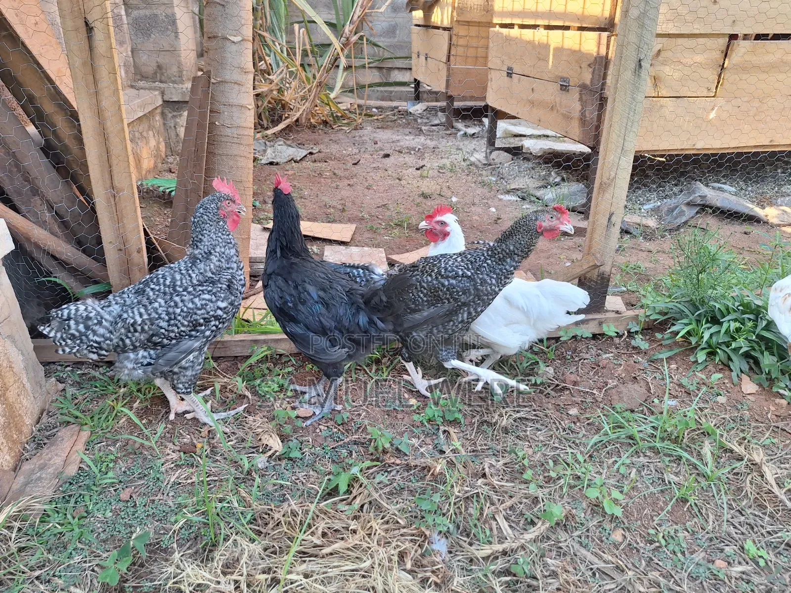 Premium Local Cocks Available – Healthy, Well-Raised and Ready for You