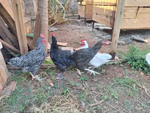 Premium Local Cocks Available – Healthy, Well-Raised and Ready for You