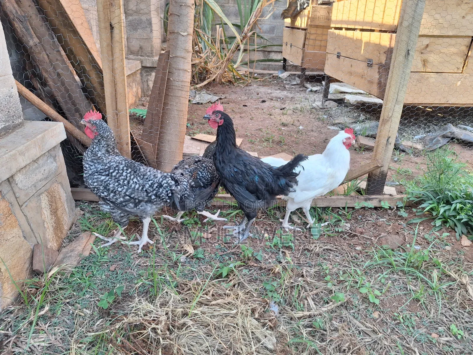 Premium Local Cocks Available – Healthy, Well-Raised and Ready for You
