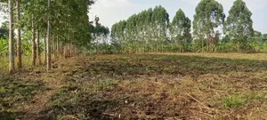 6 Acres on Sale