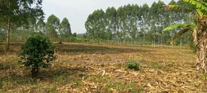6 Acres on Sale