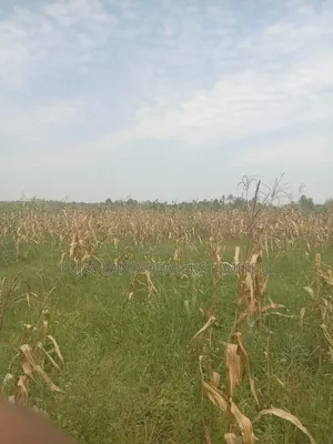 14 Acres for Sale