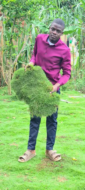 Bermuda Carpet Grass