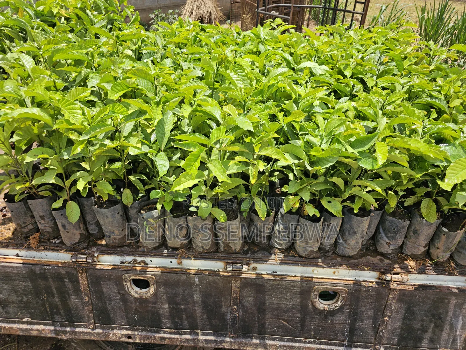 Coffee Seedlings