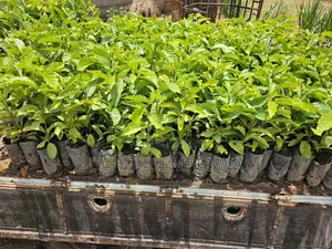 Coffee Seedlings