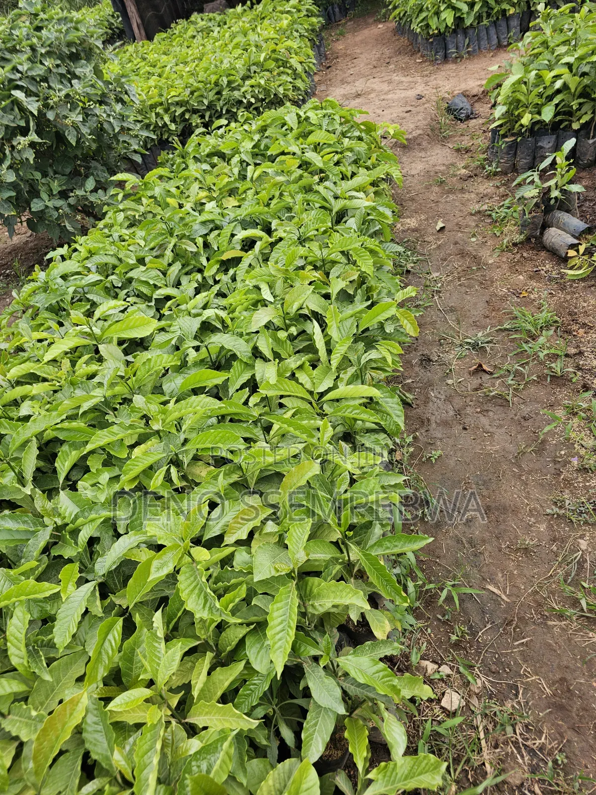 Coffee Seedlings