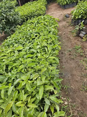 Coffee Seedlings