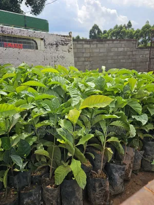Coffee Seedlings