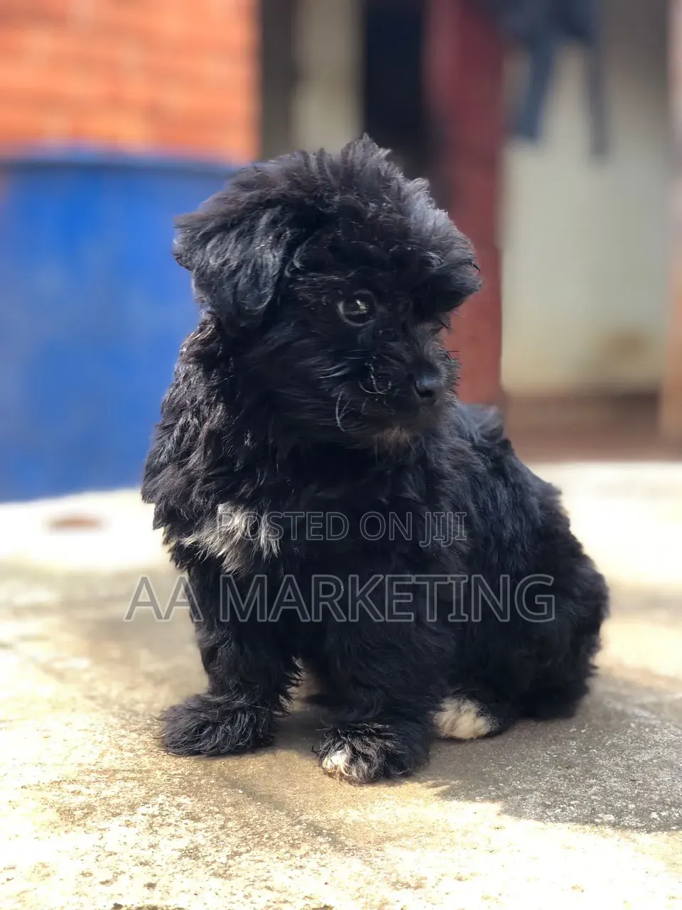 1-3 months Male Purebred Maltese