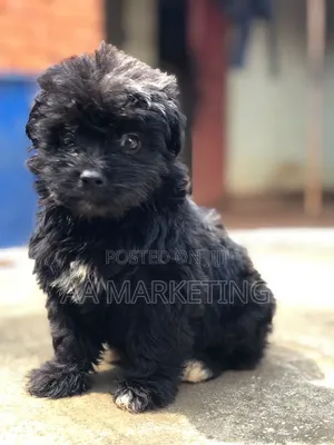 1-3 months Male Purebred Maltese