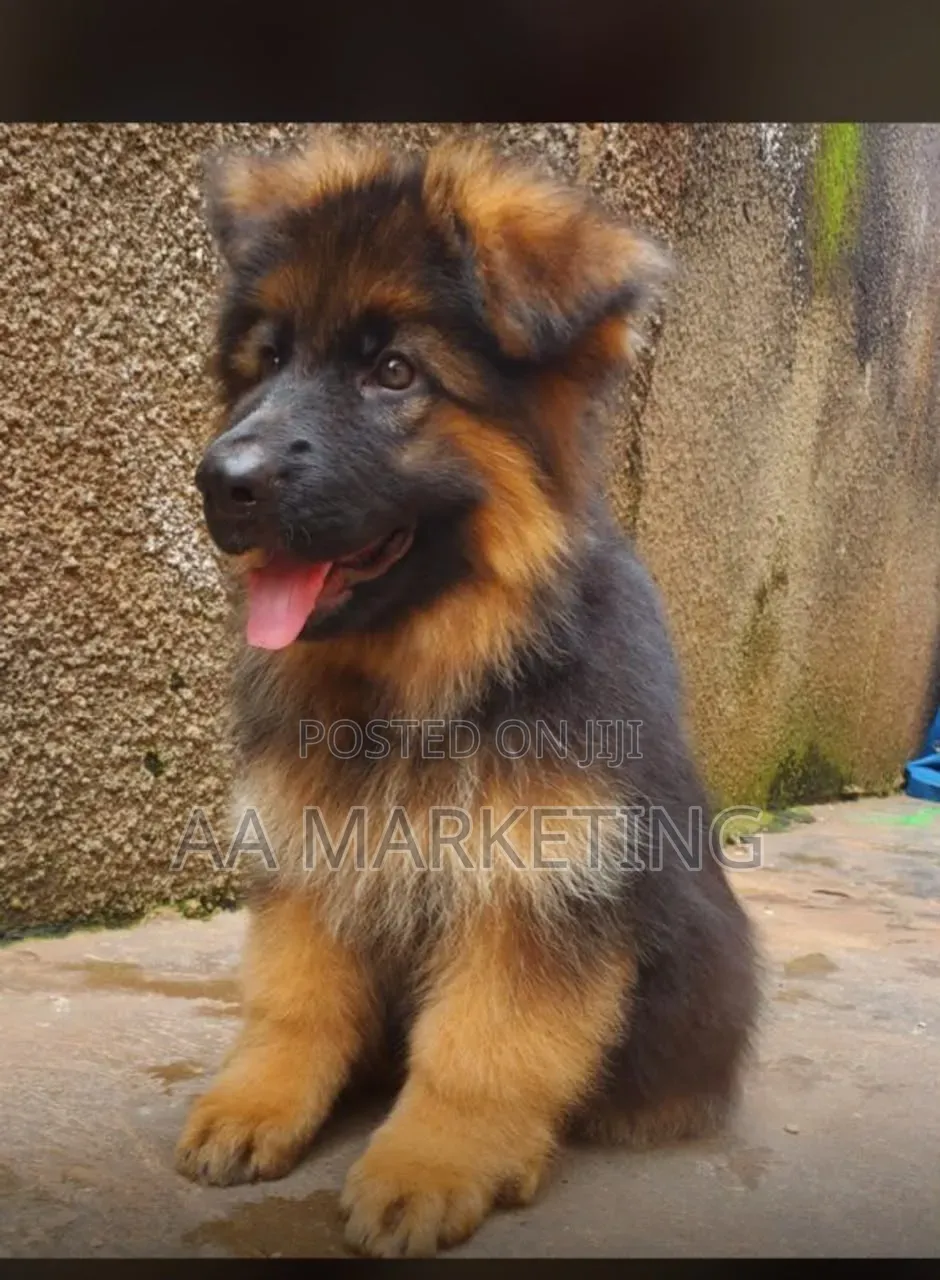 3-6 months Male Purebred German Shepherd