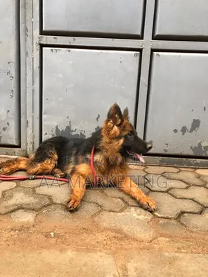 3-6 months Male Purebred German Shepherd