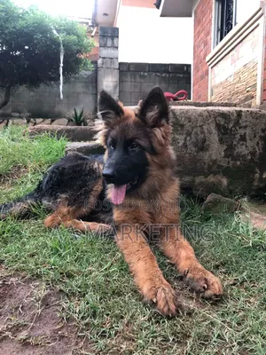 3-6 months Male Purebred German Shepherd