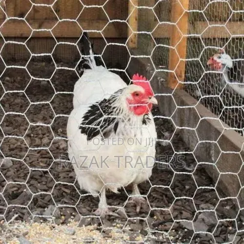 Chicken Wire Mesh
2ft by 30Meters Length
