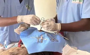 Dogs/ Pets Major and Minor Surgeries