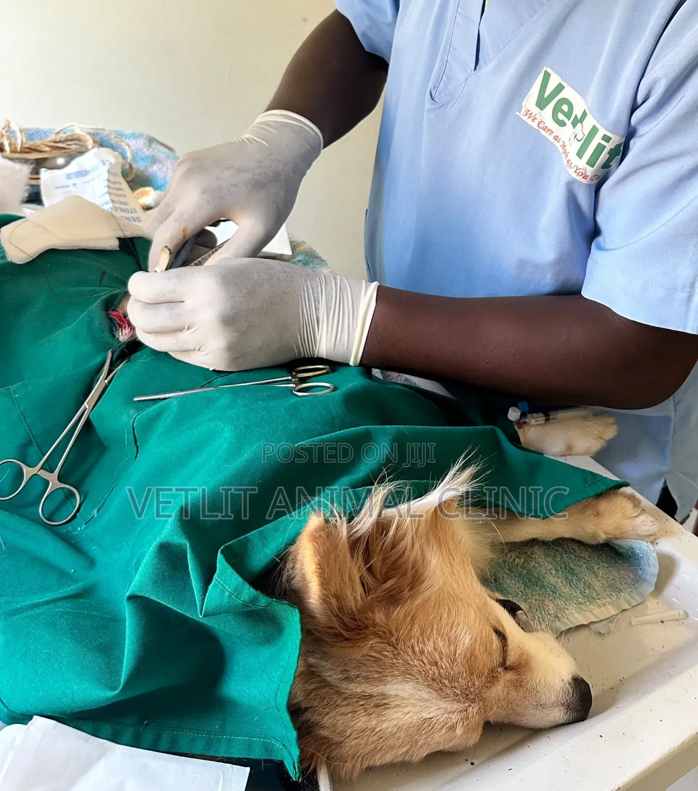 Dogs/ Pets Major and Minor Surgeries