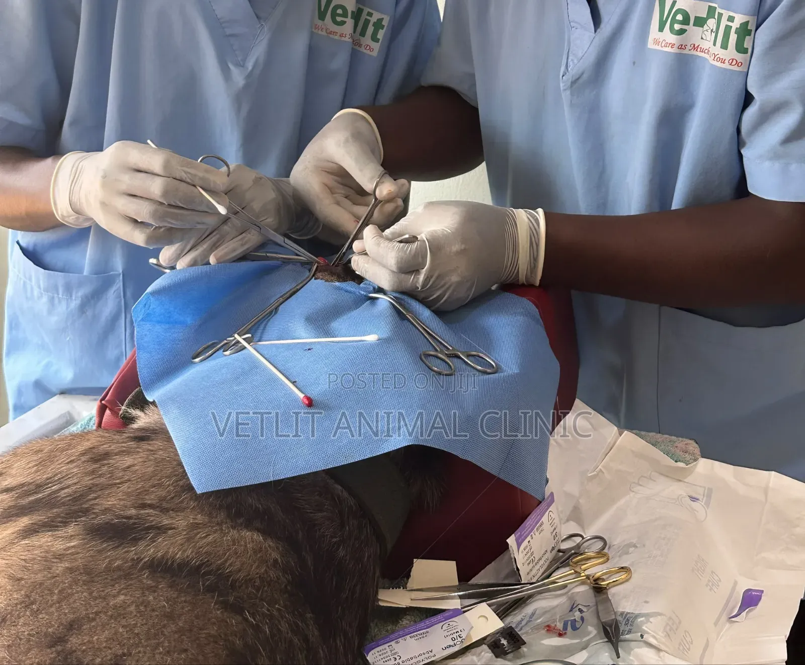 Dogs/ Pets Major and Minor Surgeries