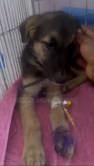 Dogs/Pets Disease Treatment and Management.