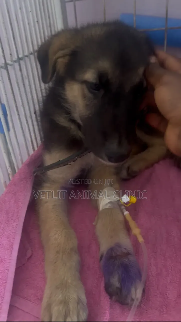 Dogs/Pets Disease Treatment and Management.