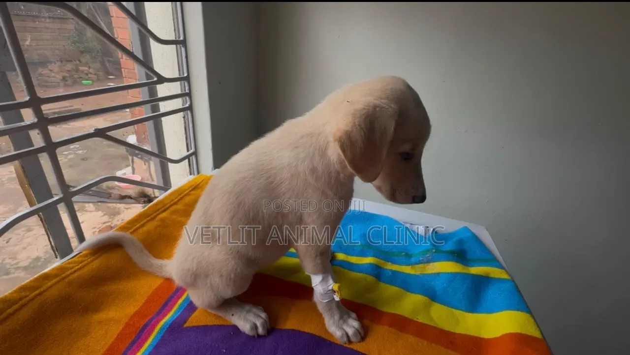 Dogs/Pets Disease Treatment and Management.