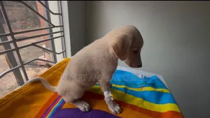 Dogs/Pets Disease Treatment and Management.