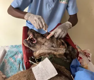 Dogs/Pets Disease Treatment and Management.