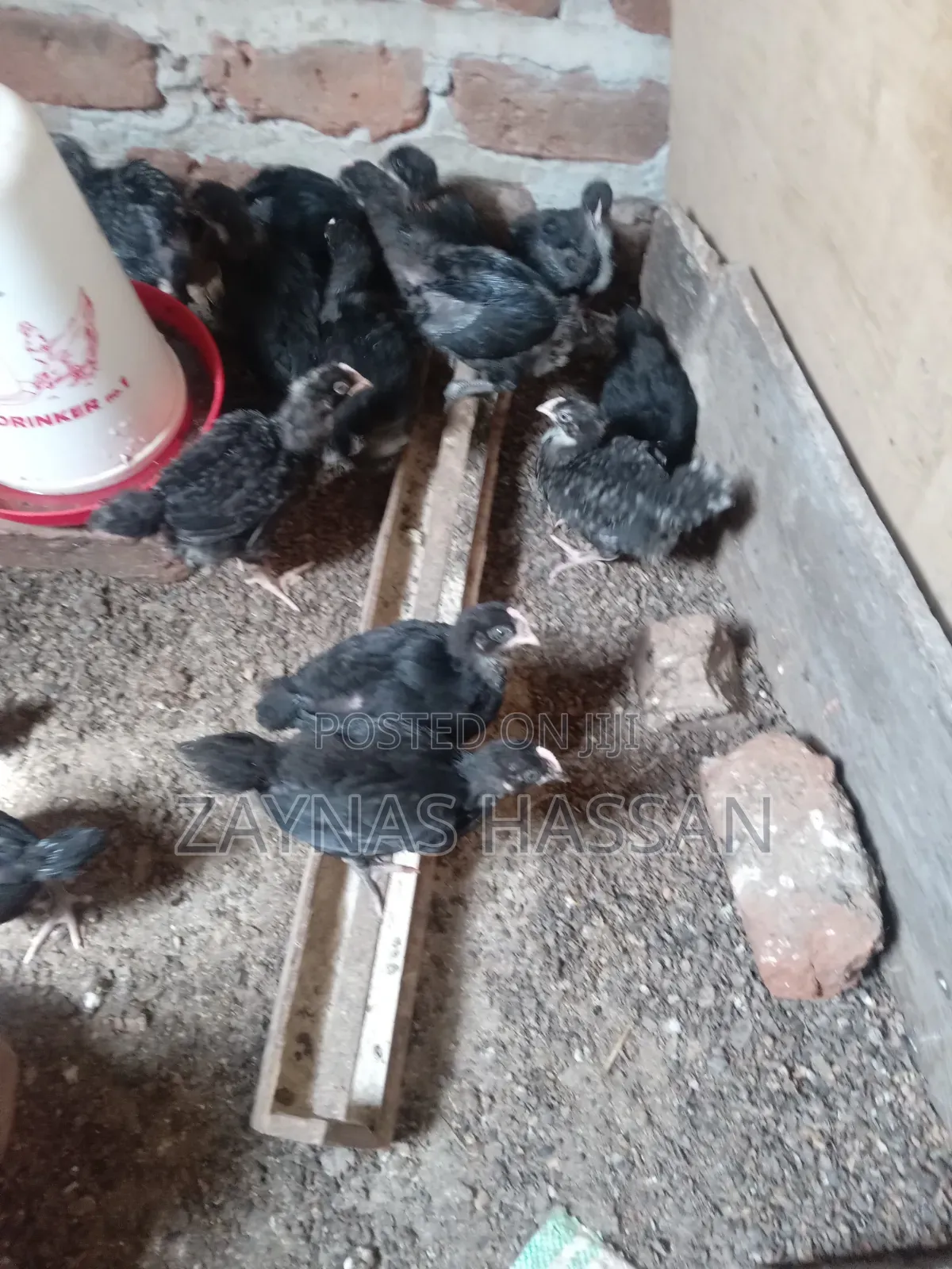 Cares Local Poultry Farm