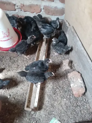 Cares Local Poultry Farm