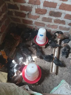 Cares Local Poultry Farm