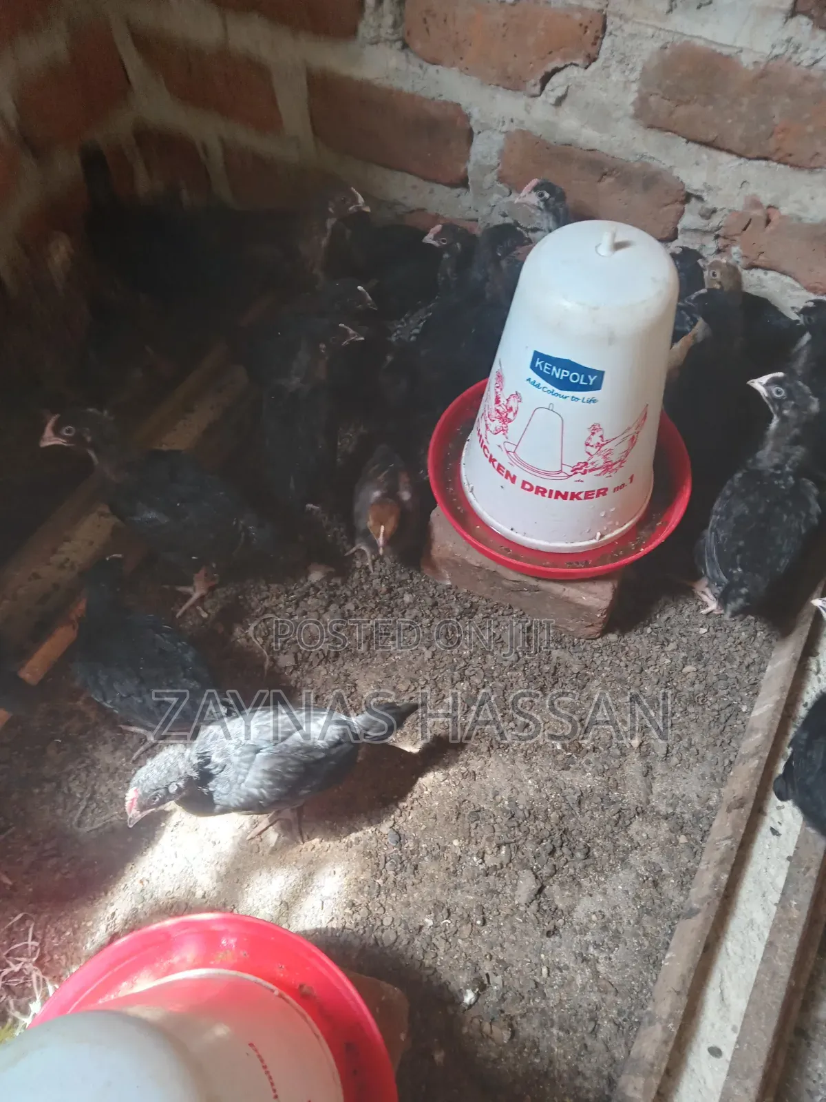 Cares Local Poultry Farm