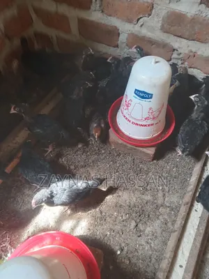 Cares Local Poultry Farm