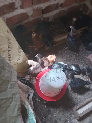 Cares Local Poultry Farm