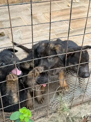 1-3 months Male Purebred German Shepherd