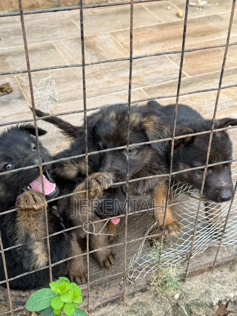 1-3 months Male Purebred German Shepherd