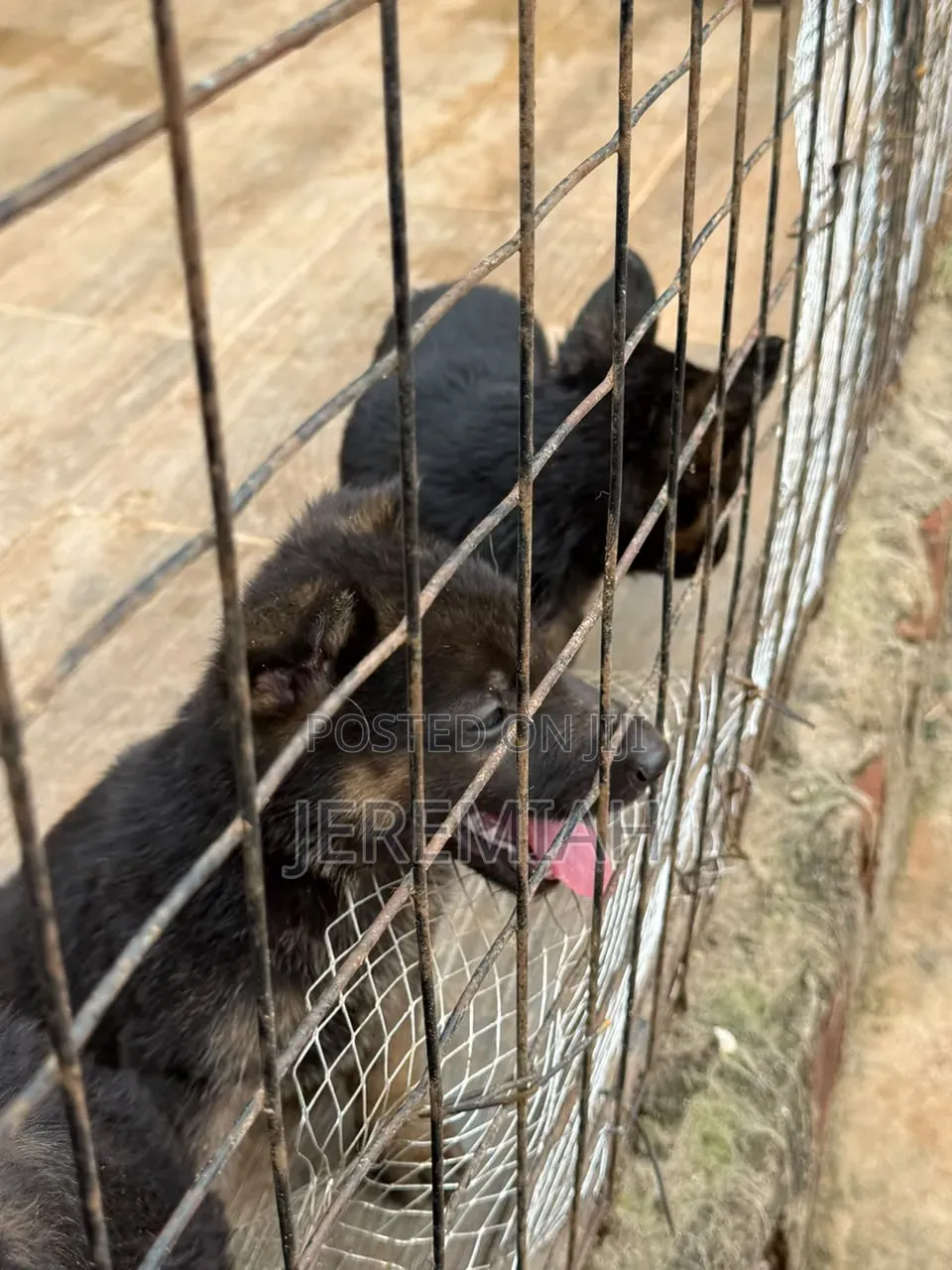 1-3 months Male Purebred German Shepherd