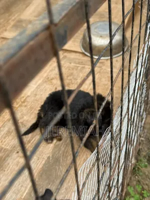 1-3 months Male Purebred German Shepherd
