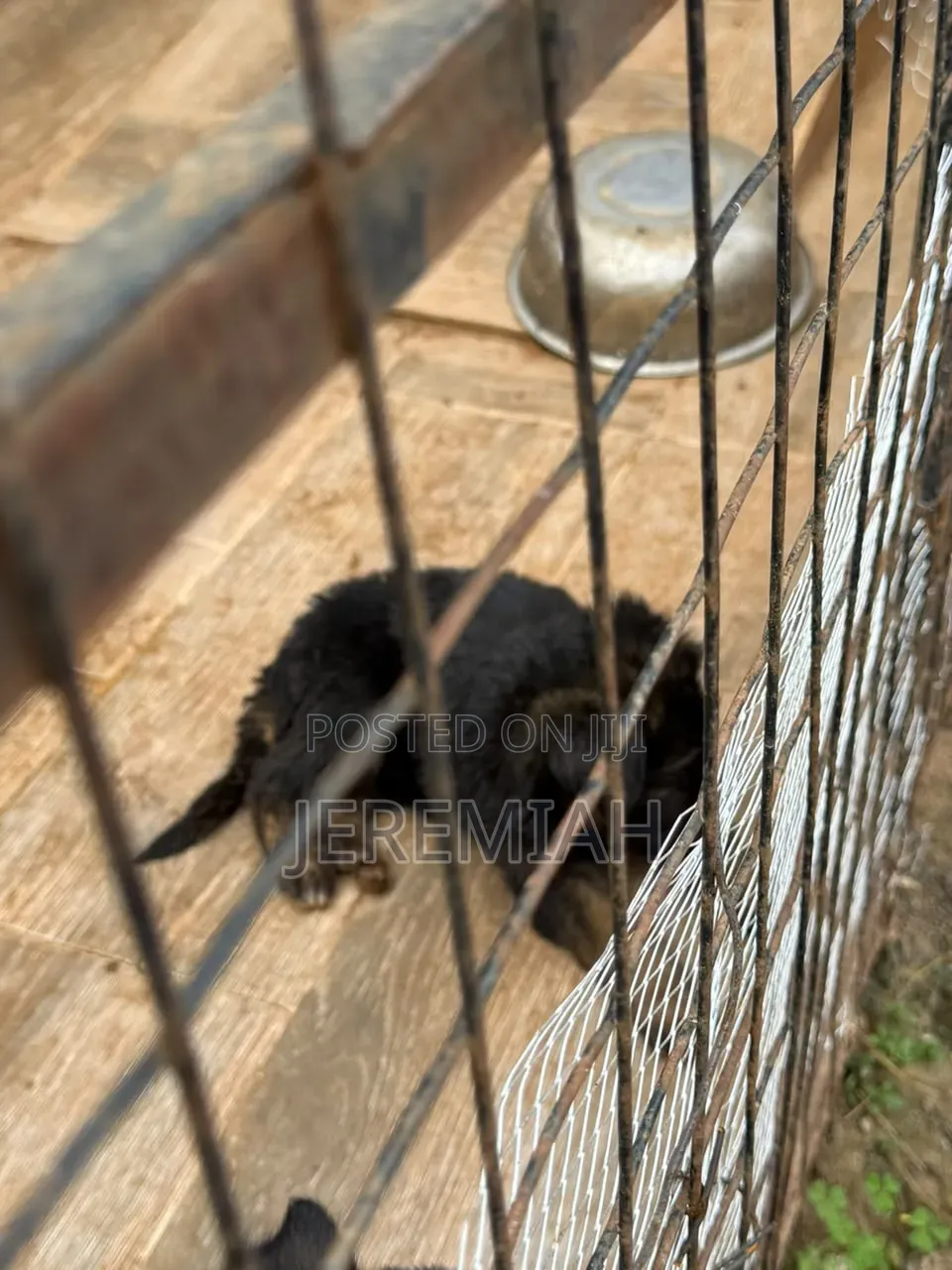 1-3 months Male Purebred German Shepherd