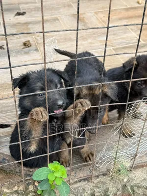 1-3 months Male Purebred German Shepherd