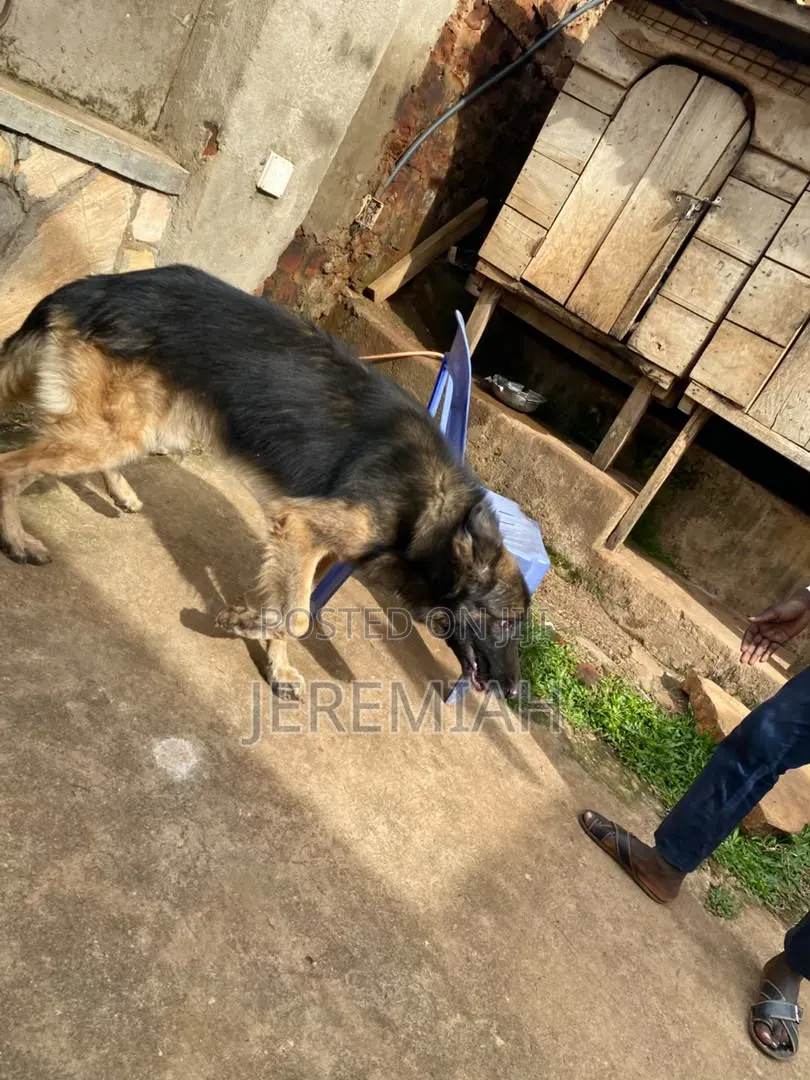 1-3 months Male Purebred German Shepherd