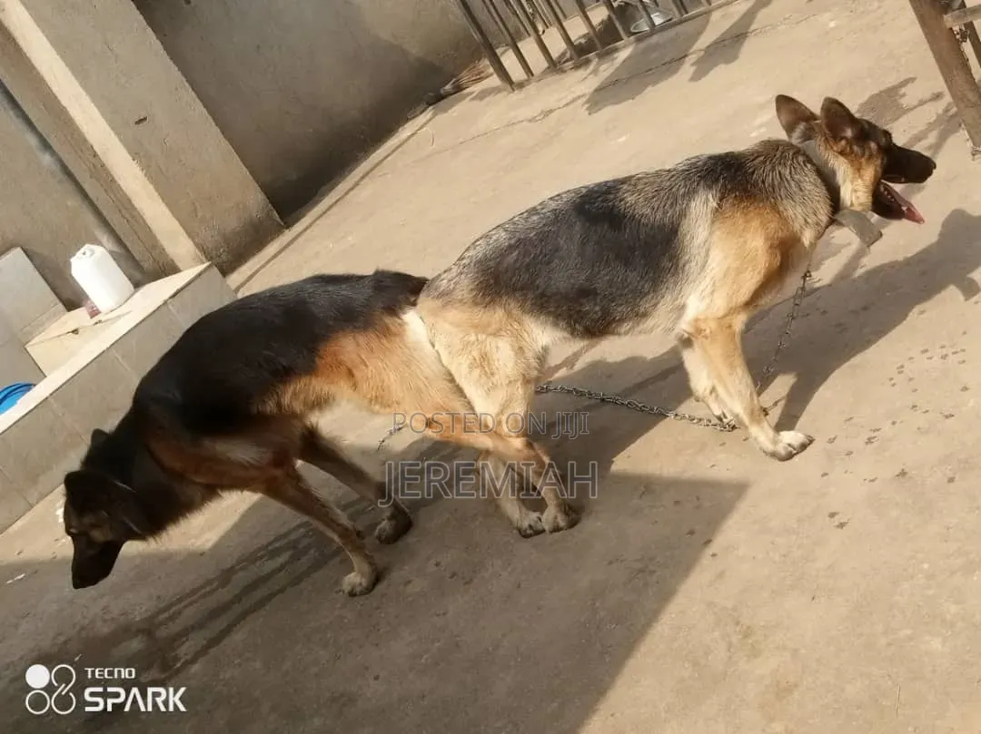 1-3 months Male Purebred German Shepherd