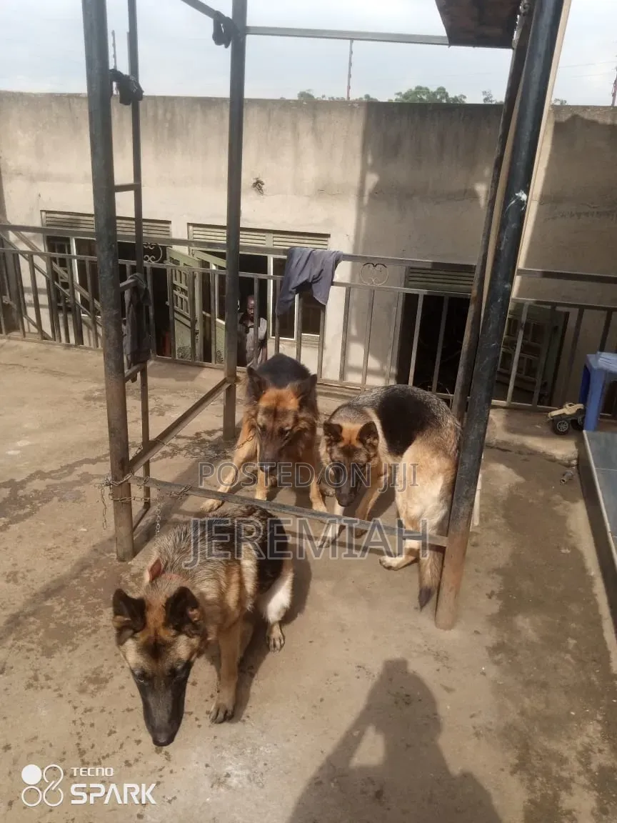 1-3 months Male Purebred German Shepherd