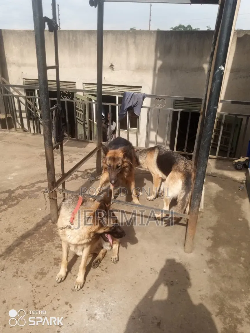 1-3 months Male Purebred German Shepherd