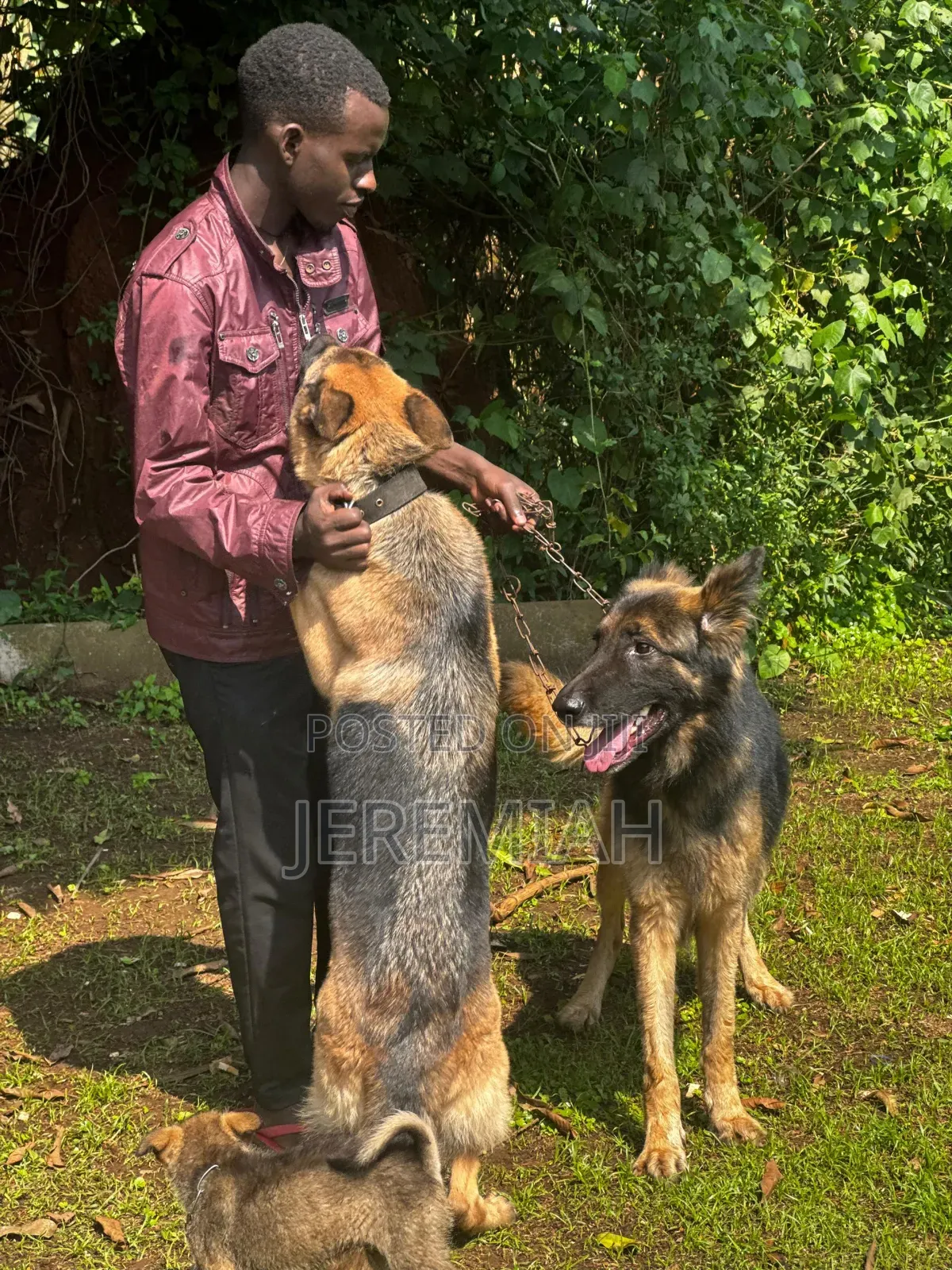 1-3 months Male Purebred German Shepherd